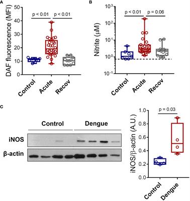Dengue induces iNOS expression and nitric oxide synthesis in platelets through IL-1R